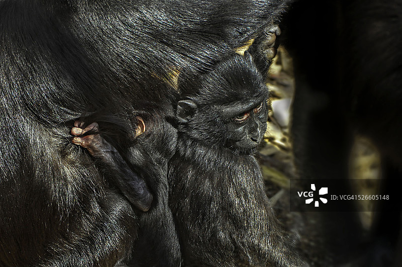 黑冠猕猴图片素材