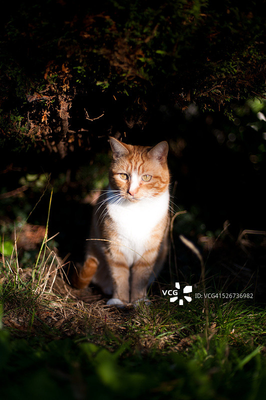 一只姜黄色猫咪坐在树下图片素材