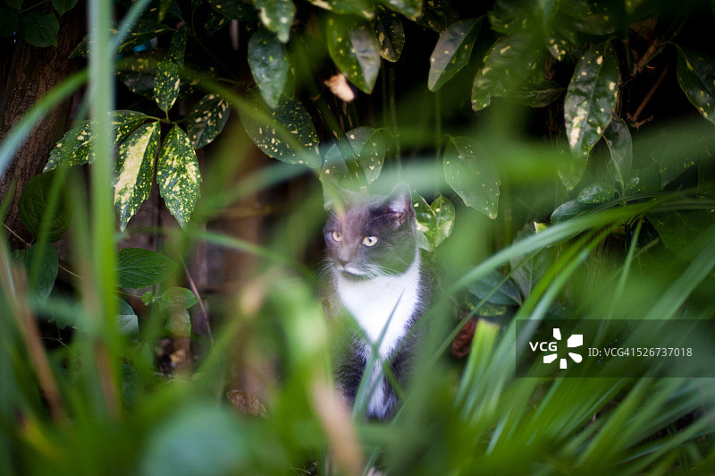户外的灰色猫图片素材