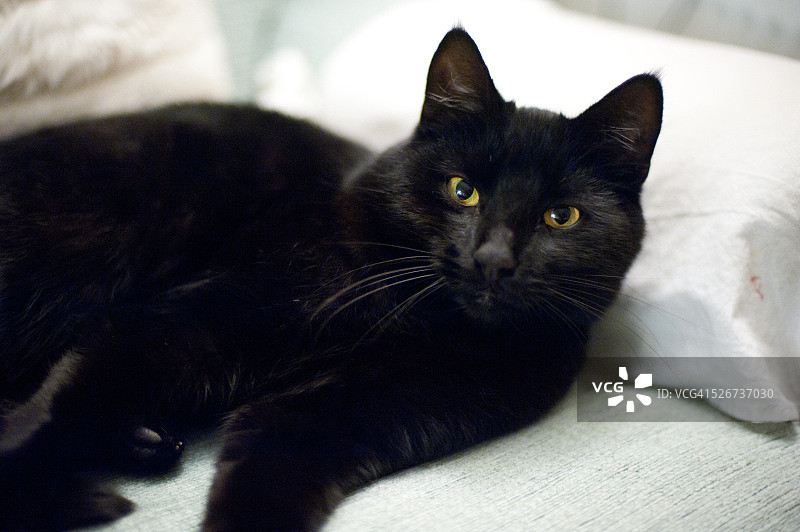 黑色的猫图片素材