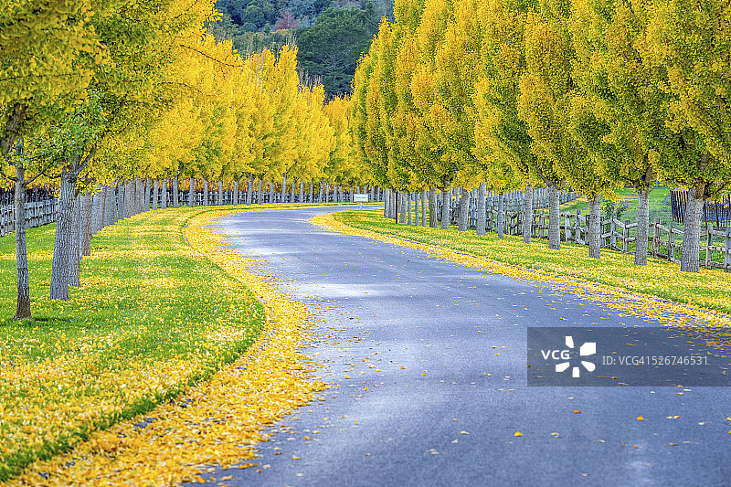 加利福尼亚州纳帕谷道路旁的黄色银杏树图片素材
