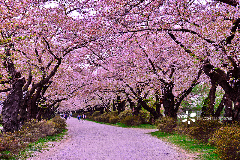 樱花路图片素材