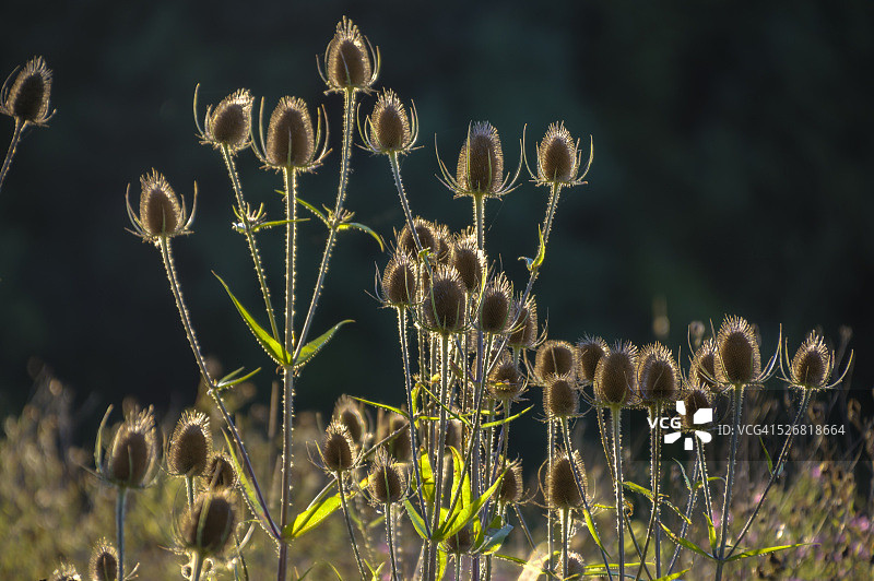 逆光透光蓟图片素材