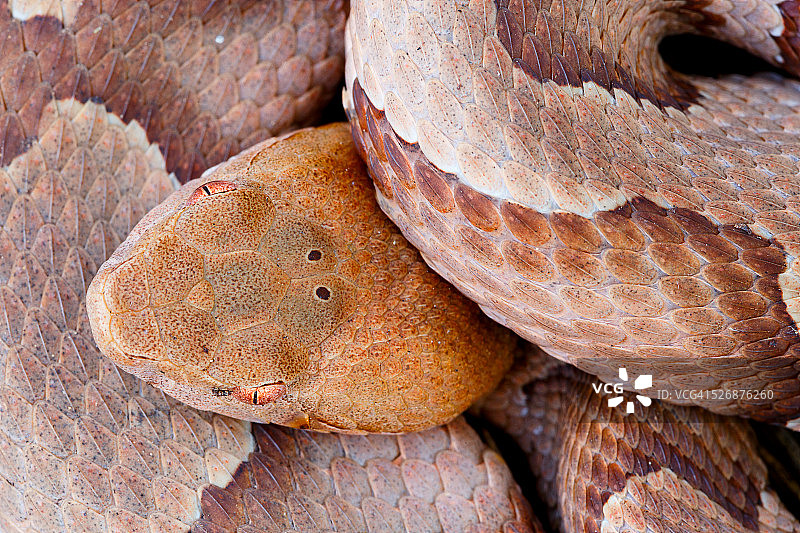 响尾蛇的俯视特写图片素材