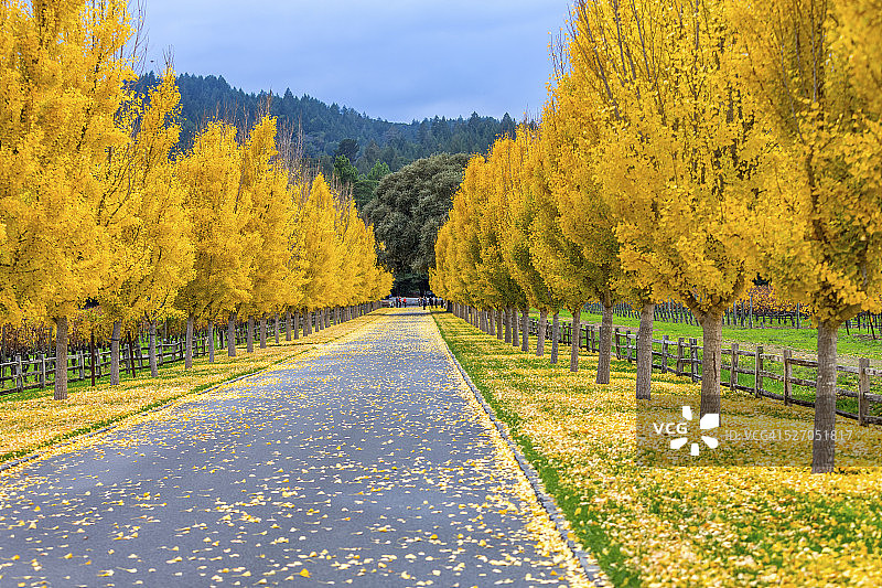 加利福尼亚州纳帕谷道路旁的黄色银杏树图片素材