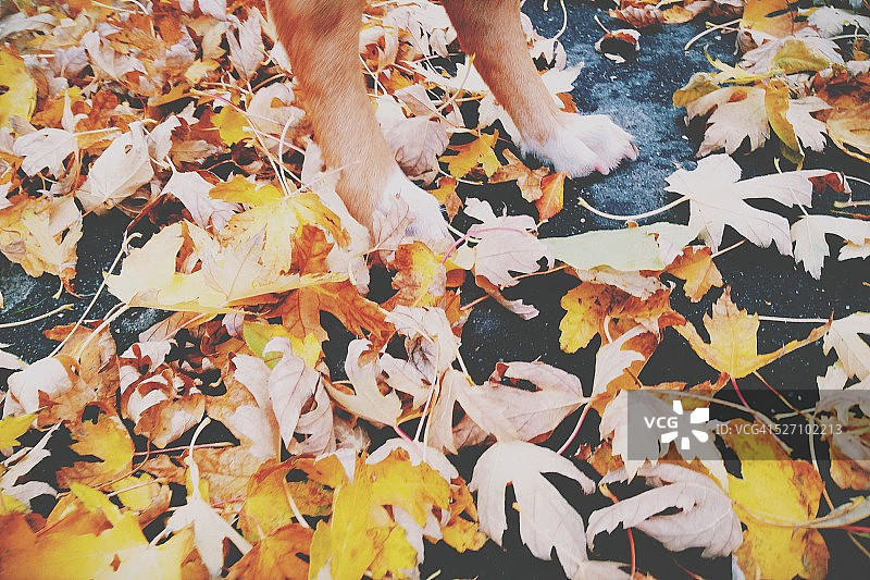 秋天的颜色图片素材