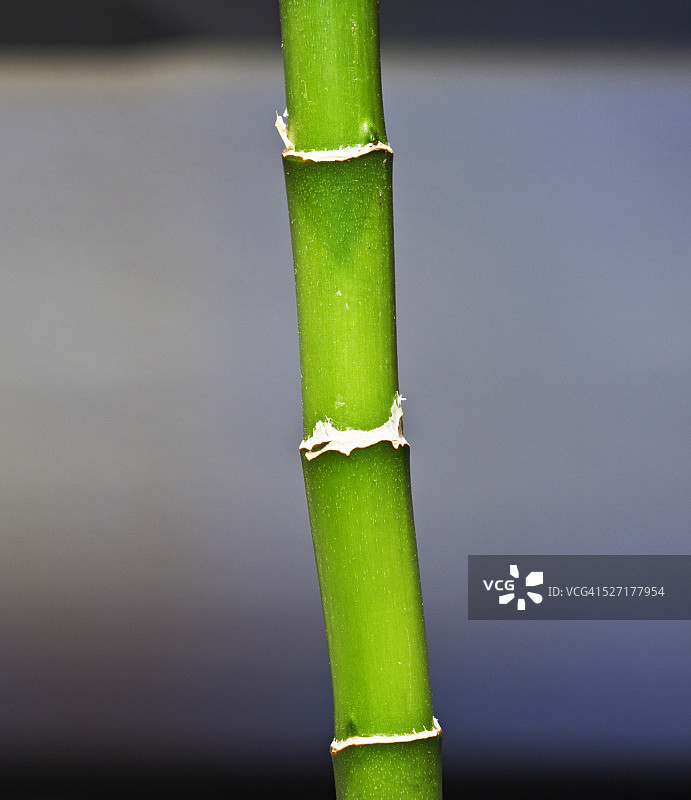 Nathan Griffith的幸运竹图片素材