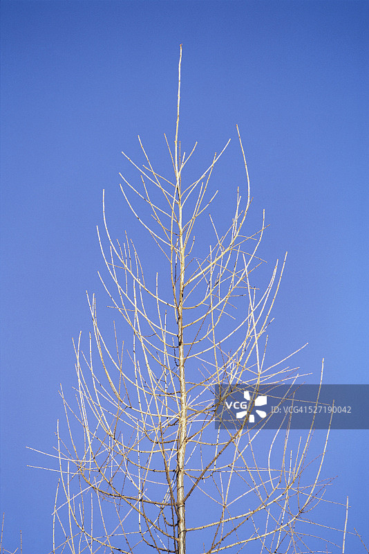 以蓝天为背景的裸露树木图片素材