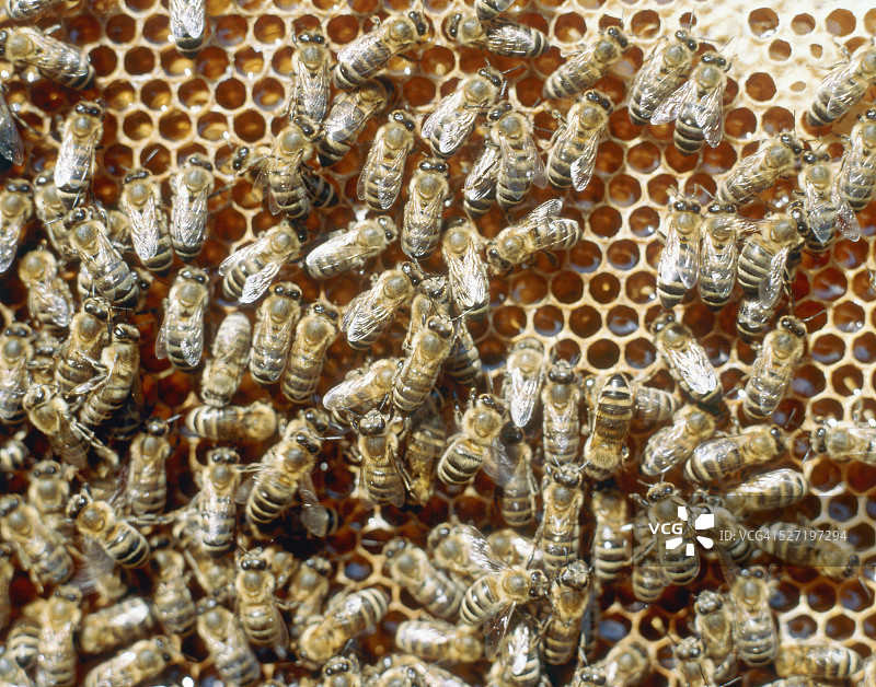 蜂巢上的蜜蜂图片素材