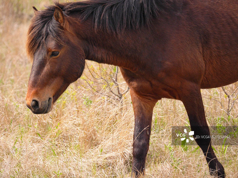 阿萨蒂格岛-马里兰州的野马图片素材