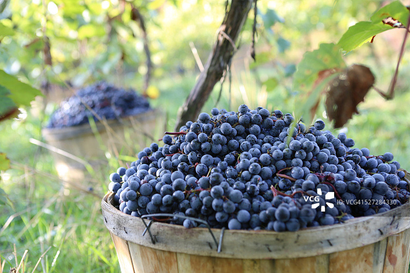 新鲜采摘的红葡萄图片素材