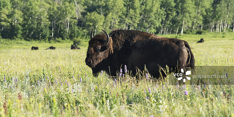 美洲野牛伫立在骑山国家公园的草地上图片素材