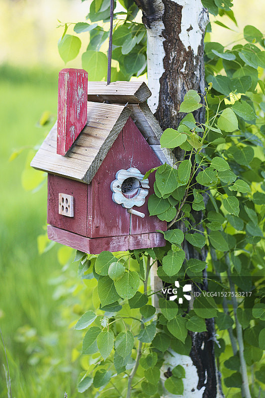 树上的乡村鸟舍图片素材