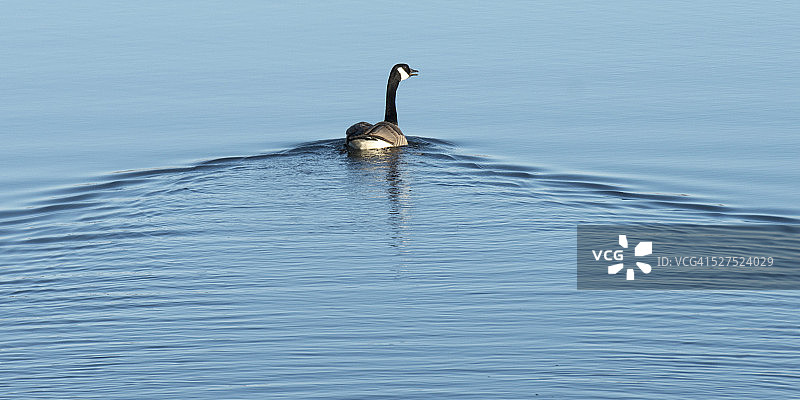 在Hecla-Grindstone省立公园的水面上游泳的加拿大鹅（branta canadensis）图片素材