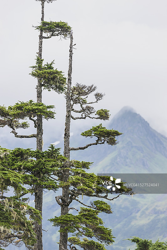 威廉王子湾科尔多瓦阿拉斯加的扭曲铁杉树与山峰背景图片素材