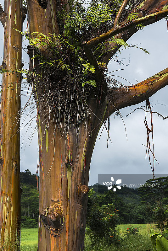 可亚植物园的彩色彩虹桉树图片素材