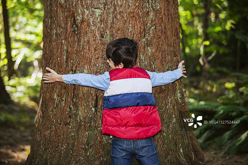 小男孩环抱巨大树干图片素材