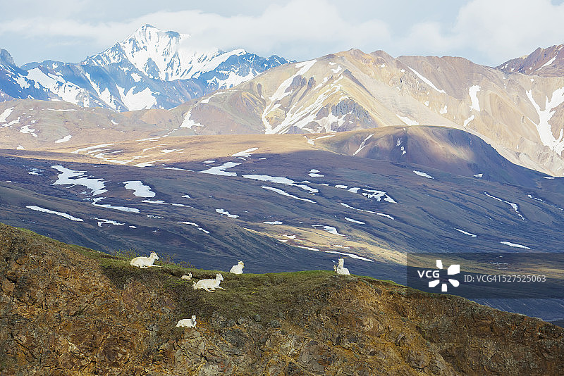 达尔绵羊家庭在春天眺望德纳里国家公园图片素材