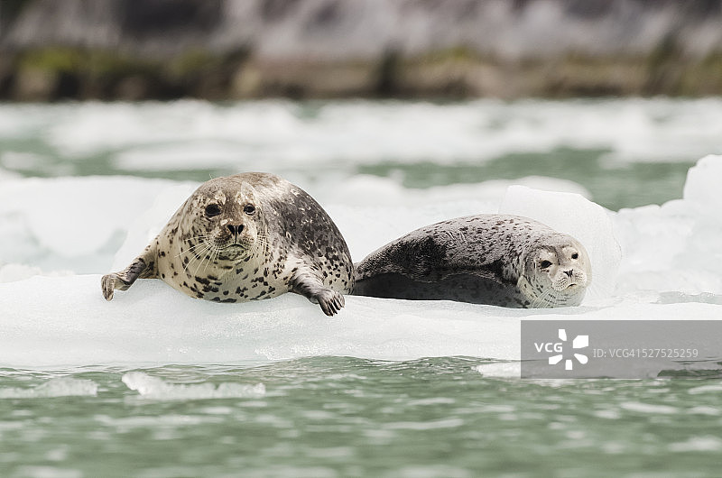 港海豹（Phoca vitulina）在冰山上休息，位于朱诺以南的阿拉斯加东南部的恩迪科特峡湾或特雷西峡湾-福特恐怖荒野的道斯冰川前图片素材