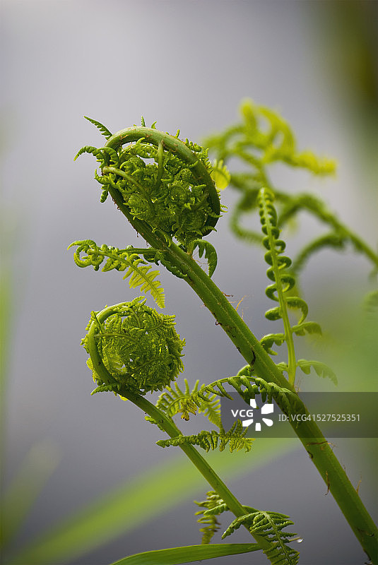 观音座莲蕨的叶子展开图片素材