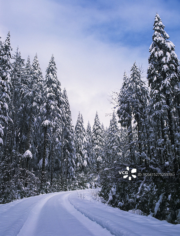 森林公路上的积雪图片素材