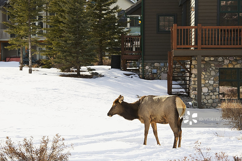 麋鹿漫步在坎莫尔高山村庄图片素材