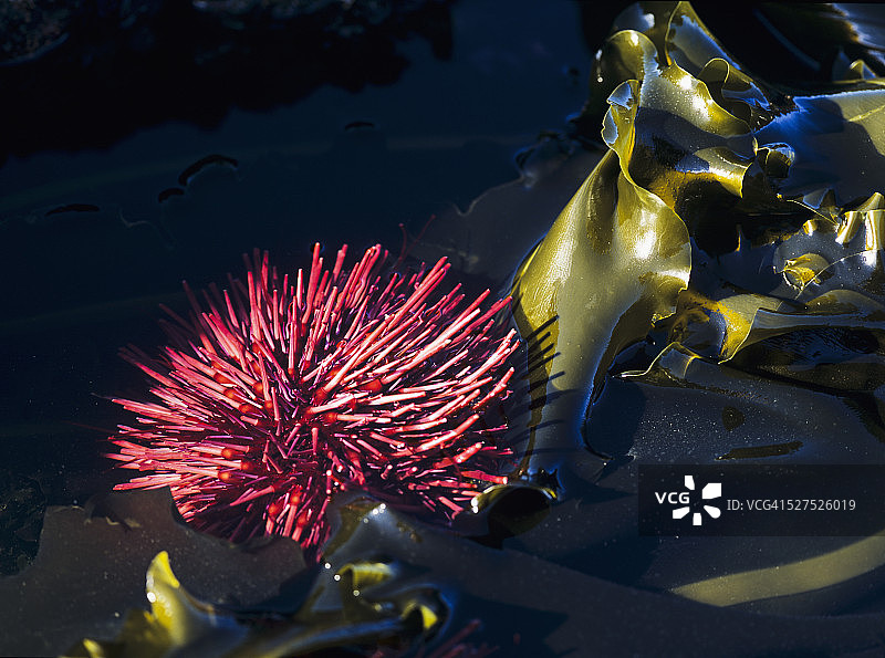 阿拉戈角州立公园退潮时露出的红海胆图片素材