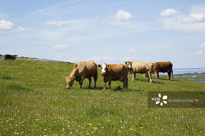 在金瓦拉附近草甸上吃草的奶牛图片素材