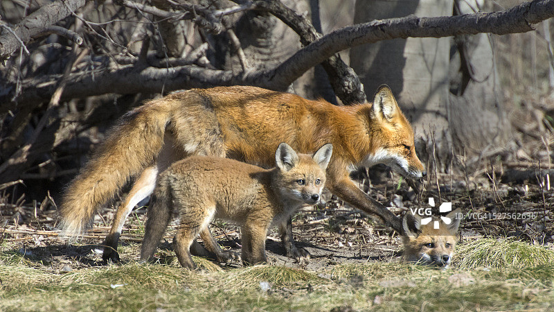 狐狸妈妈和两只小狐狸图片素材