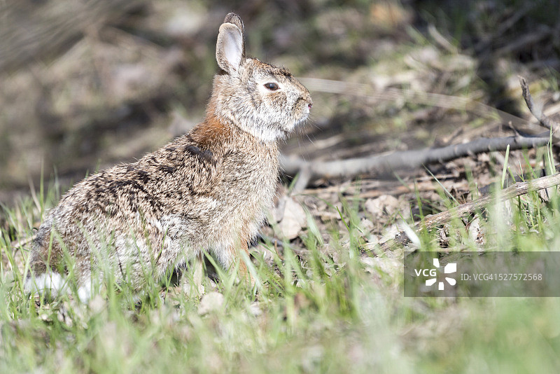 春季的野兔图片素材