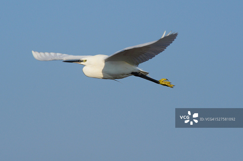小白鹭图片素材