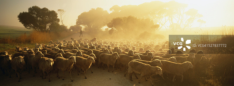农民放牧羊群图片素材