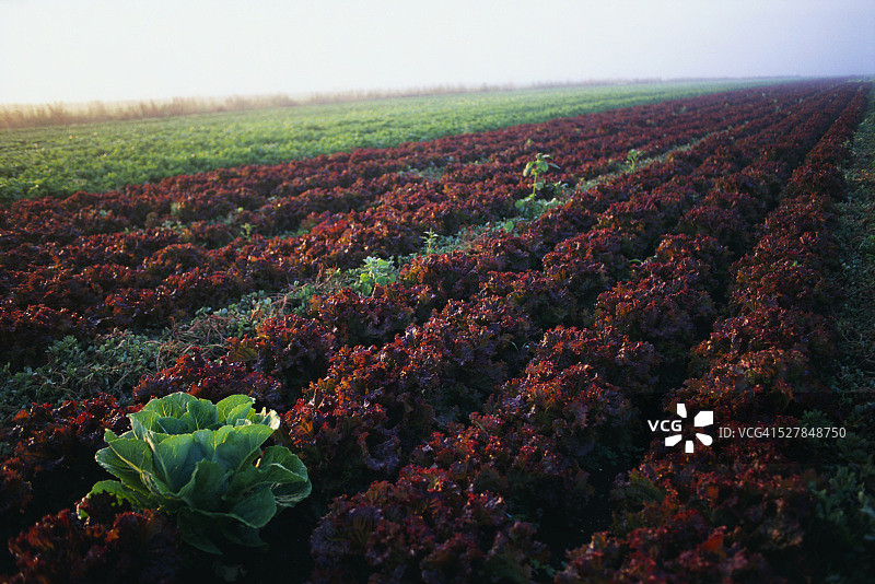 绿色和红色叶生菜植物田图片素材