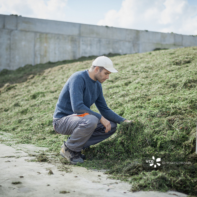 农民在有青贮饲料的奶牛场图片素材