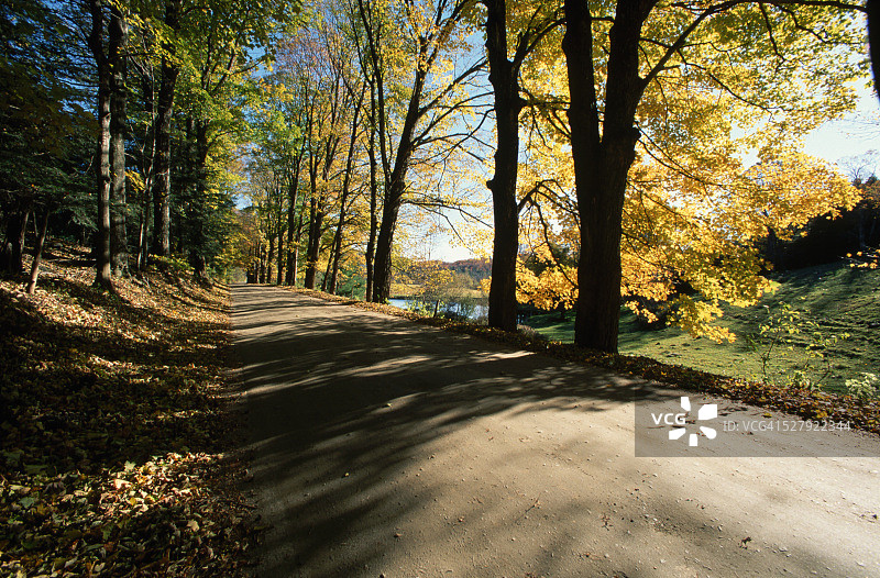 绿树成荫的乡间土路图片素材