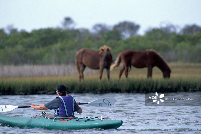 划皮划艇经过野生小马群图片素材