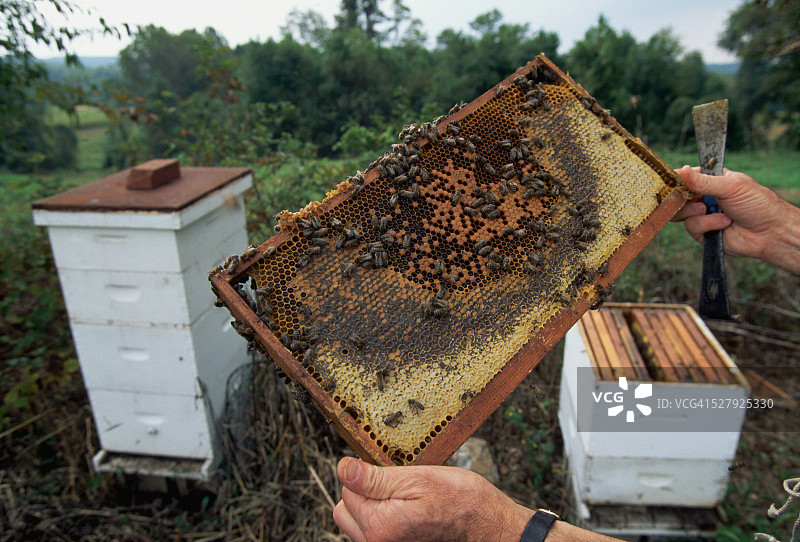 手持蜂巢切片图片素材