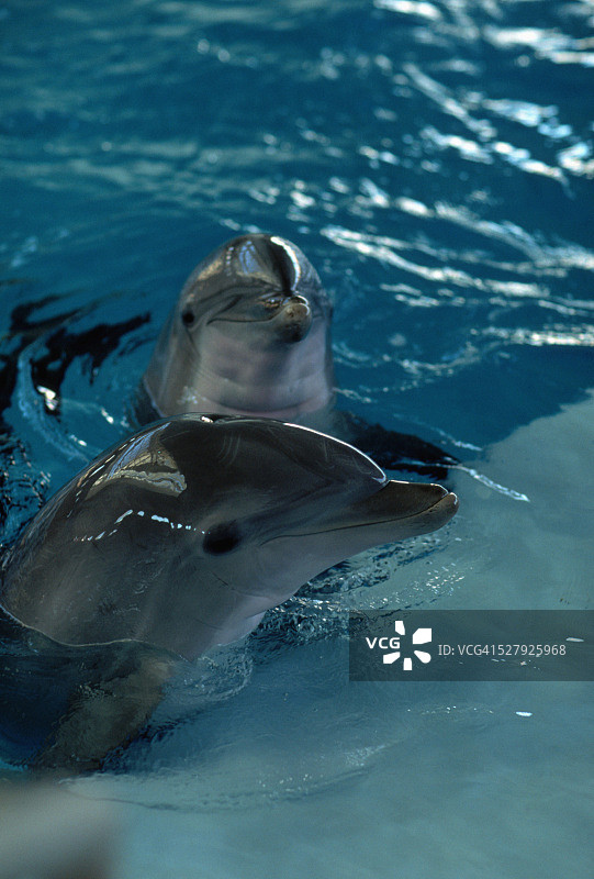 瓶鼻海豚图片素材