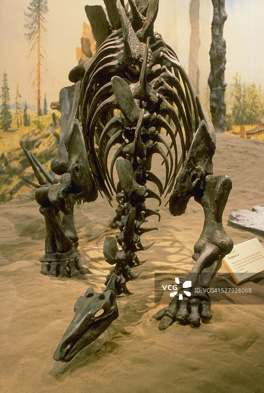 剑龙展示图片素材