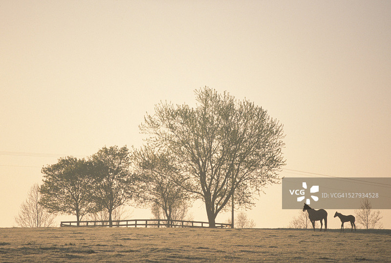 在农场牧场站立的母马和小马驹图片素材