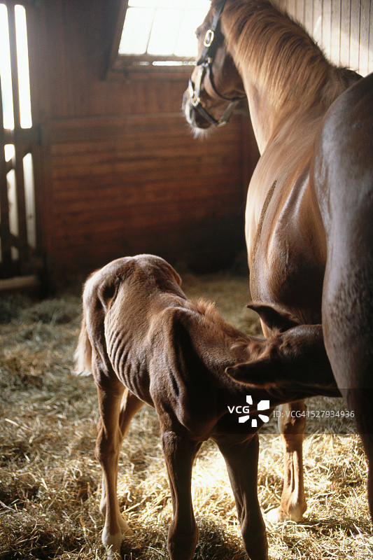 母马和马驹图片素材