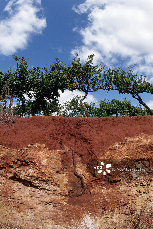 葡萄藤与红土图片素材