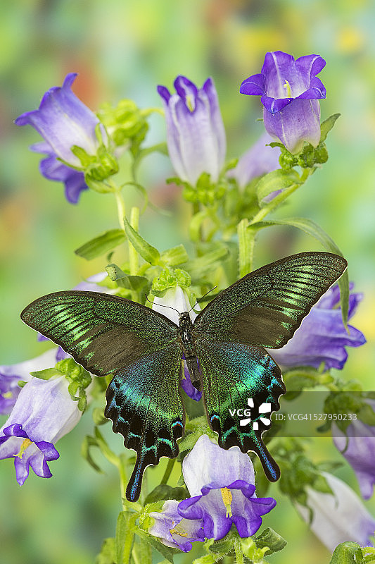 凤蝶科比安诺燕尾蝶图片素材
