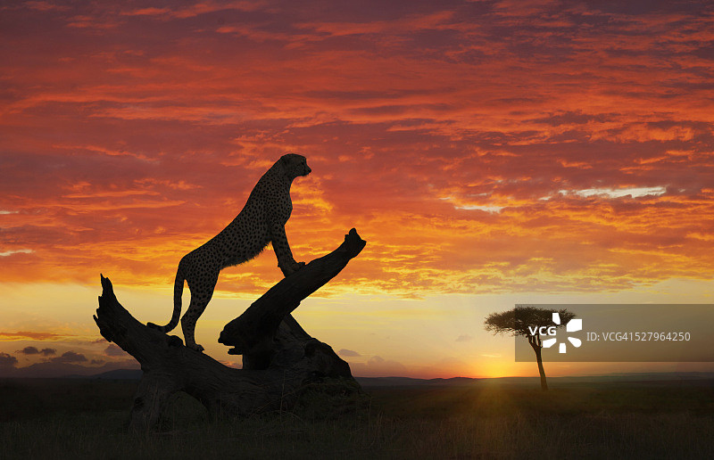 肯尼亚马赛马拉国家公园日落时分的猎豹剪影图片素材
