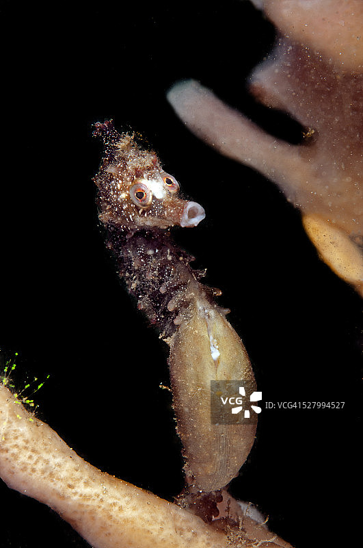 我的天啊...我要生了！！！图片素材