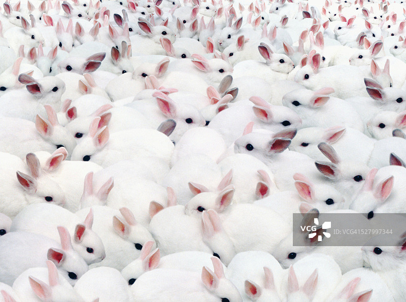 一群白兔图片素材