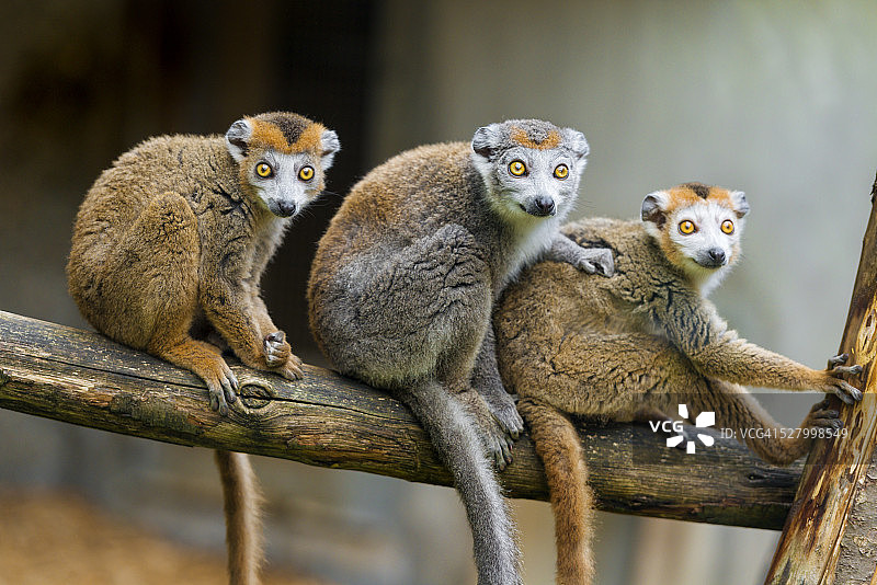树冠狐猴在树枝上图片素材