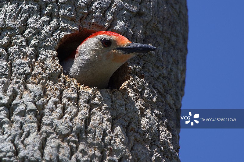 红腹啄木鸟图片素材