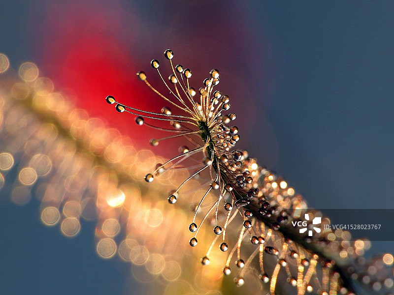 茅膏菜图片素材