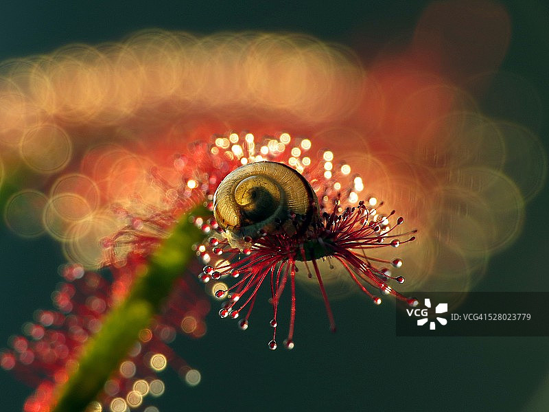 茅膏菜图片素材